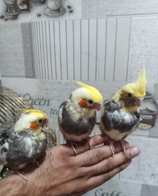 Ручные кореллы, 3 штуки, возраст 2,5 месяца, уже едят зерно 1
