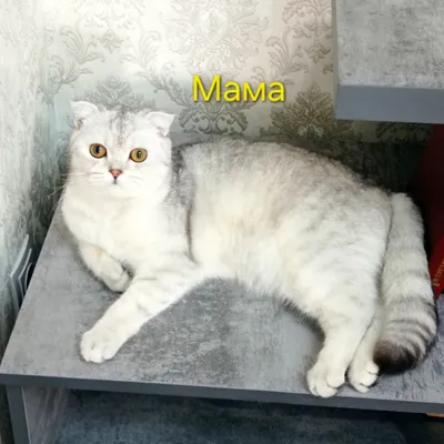 Продаётся котёнок породы шиншилла. 1