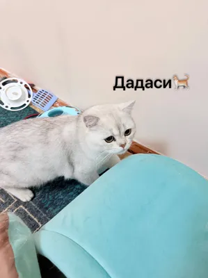 Продаётся породистый котёнок 2