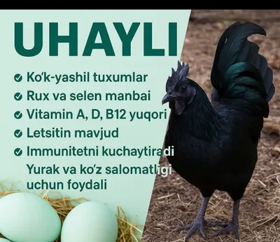 Продаются цыплята-петушки породы ухалайн 1