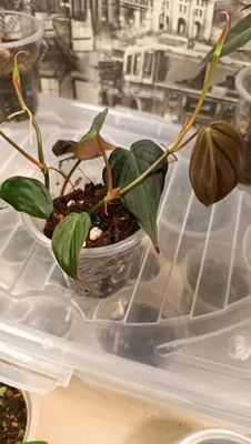 Filodendron Mikans