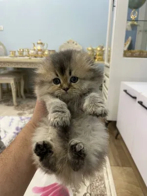 Chinchilla / Scottish Fold / Highland Fold 1