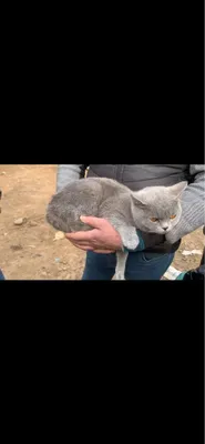 Yalangoch Alla Mixeeva Jinsiy pozitsiyalar video darslik