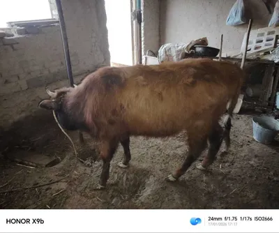 Qashar Mal jemlengen 1