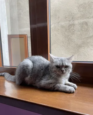 Британская короткошёрстная кошка 1