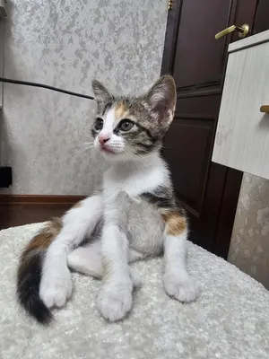 Кошки котят мушук 1