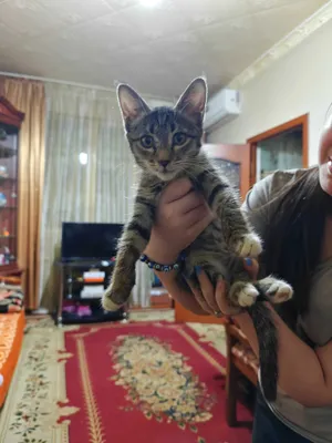 Котёнок (девочка) отдадим в добрые руки 1