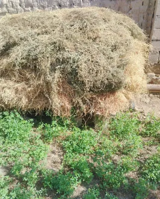 Продаётся сухое сено люцерны. 1