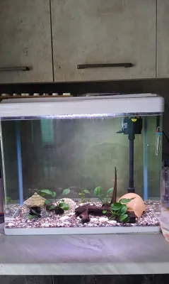 Akvarium sotiladi. 1