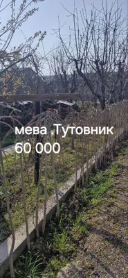 Дерево Тутовник