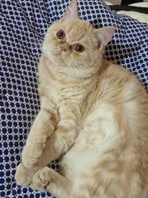 Кошка, девочка, 3 года