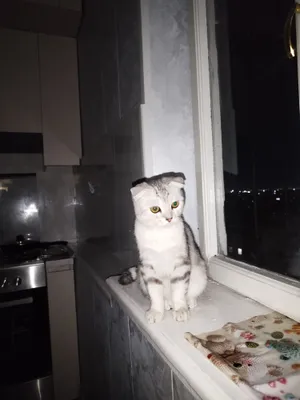 Шотландская вислоухая (порода Scottish Fold). 1