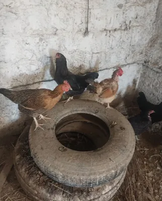 Курица товуклар. 1