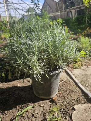Lavanda ko'chatlari 1