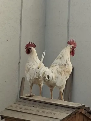 Onlayn porno tomosha qilish: Ogli onasini uxlatib, osmonni tahqirlaydi Boss bilan uyda jinsiy aloqa