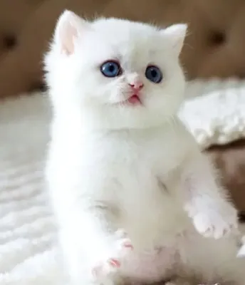 Скоттиш-фолд и скоттиш-страйт 1