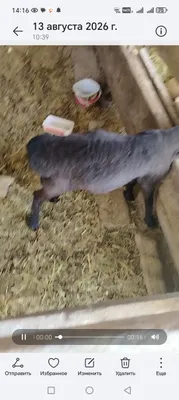 Кучкорчамиз сотувда 1