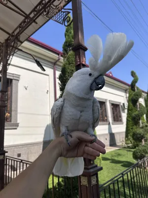 Белохохлый какаду продаётся. 1
