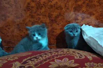 Продаётся котёнок в Бухаре 1