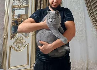 Серебристая шиншилла, чистокровная 1