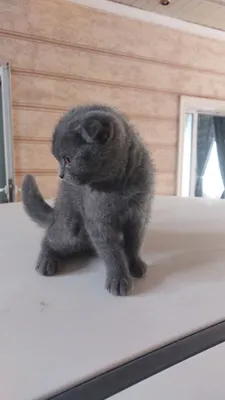 Продаётся котята скоттиш страйт