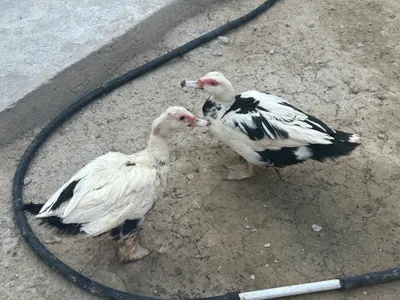 Животные