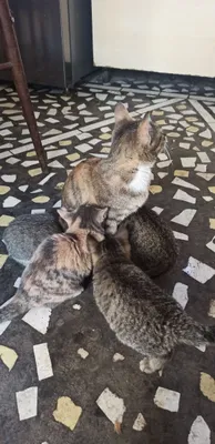 Домашняя кошка
