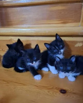 Отдам умных котят 1