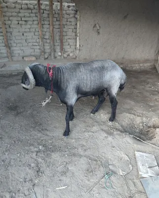 Продаётся баран, 3 года 1
