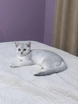 ШОТЛАНДСКИЙ СТРАЙТ 1