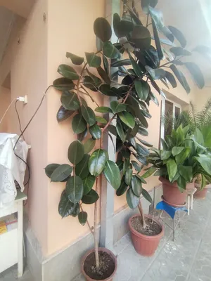 gul sotiladi, qora shaxzoda. 2.30metr 1
