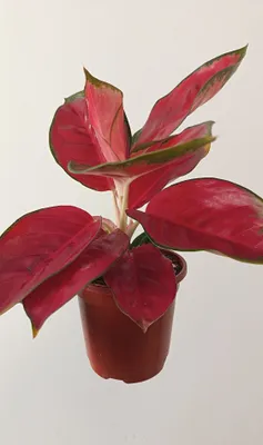 Aglaonema Red China 1