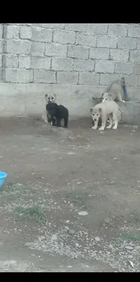 Шеночки алабаев чистокровные 1