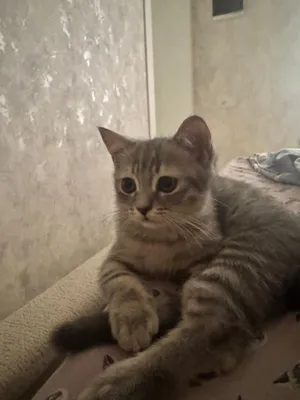 Котёнок, 3 месяца, скоттиш-страйт, приучен к лотку 1