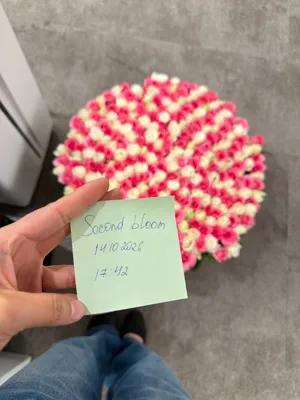 Очень большой букет из 501 роз 1
