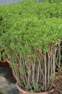 Крассула тетрагона (Crassula tetragona) — 20 см 1