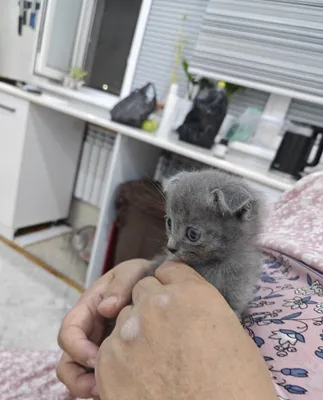 Вислоухий котёнок, 2 месяца 1