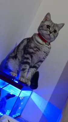 Продаётся породистая кошка 1