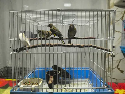 Kanareykalar sotiladi 1