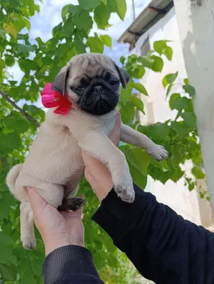 Mops kuchukchalari sotiladi 1