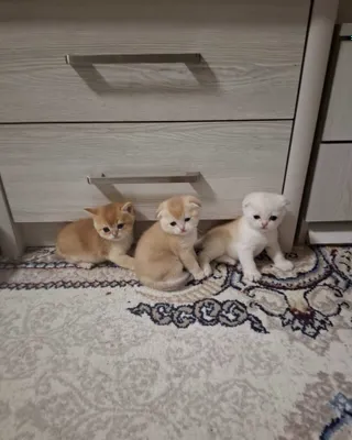 Продаю Котят 1,5 месяца 1