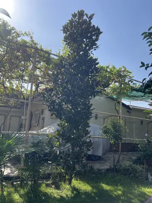 Дерево Magnolia grandiflora высотой 5 метров 1