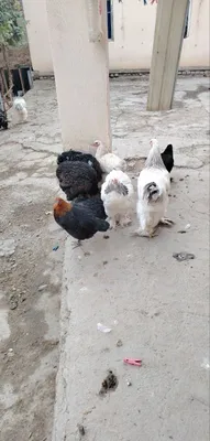 Продаются куры 1