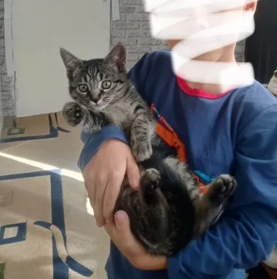 Отдам котенка в хорошие руки 1