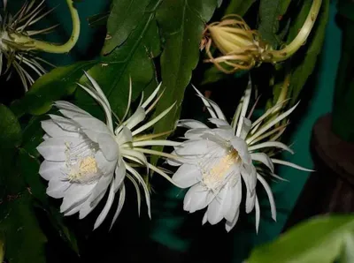 Peperomiya sotiladi