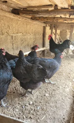 Есть яйца домашних кур 1