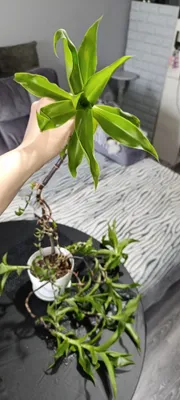 Золотой Ус лечебное растение. 1