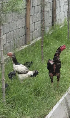 Корейские куры-несушки и породистые шамо