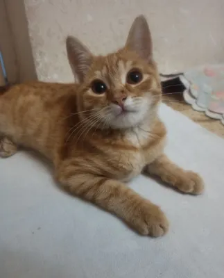 Отдам котёнок Фея 1