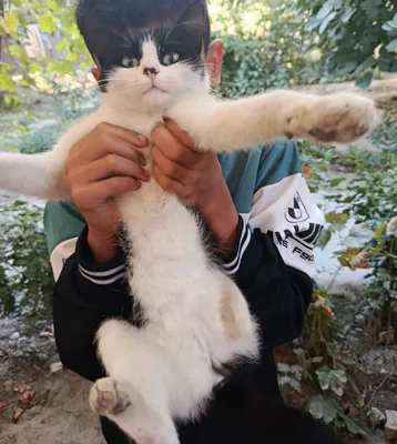 mehribon qo‘llarga mushukcha 1